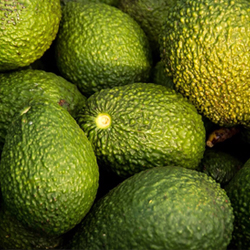   Avocado1 