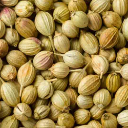  Coriander